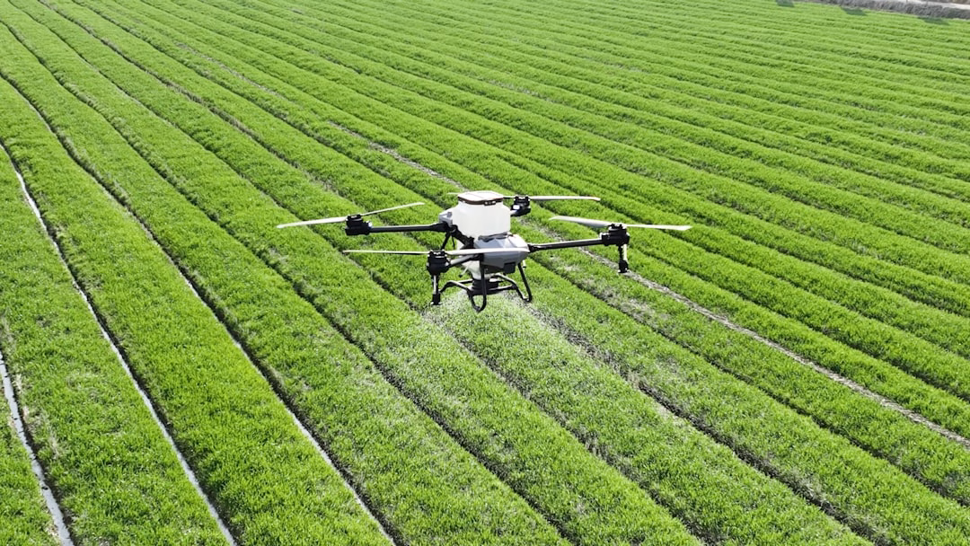 growing commercial potential agricultural — field with drone spraying pesticides above rows of crops
